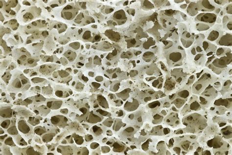 Filehuman Hip Bone Texture Wikimedia Commons