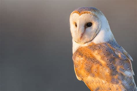 British Barn Owls Struggle To Adapt To Modern Life Birdguides