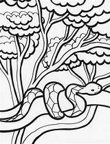 Rainforest Coloring Snake Tree Drawing Print Pages Color Getdrawings Colornimbus sketch template