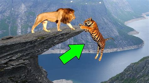 Animal Fights Lion Vs Tiger Youtube