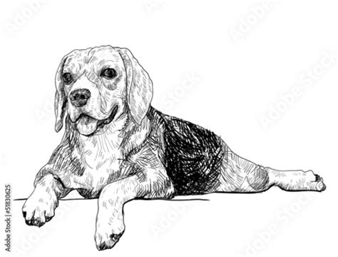 How To Draw A Dog Laying Down From A Angole How To Draw A Labrador