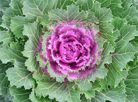 Ornamental Kale Brassica Oleracea Songbird Pink From Hillcrest Nursery