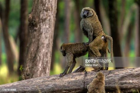 Mating Baboons Photos And Premium High Res Pictures Getty Images