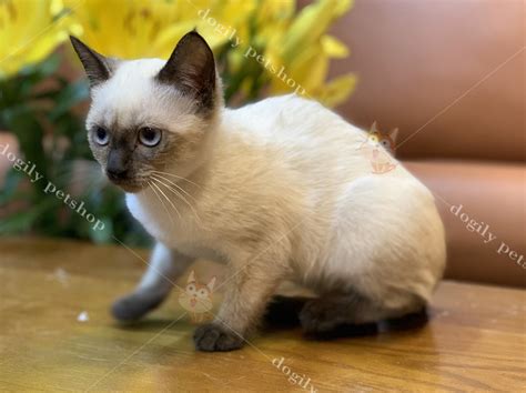 Mèo Xiêm Thái Lan Giá Bao Nhiêu Mua Bán Mèo Xiêm Giá Rẻ Rubipet