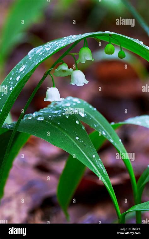 Lily Of The Valley Convallaria Majalis Blooming In Deciduous Forest