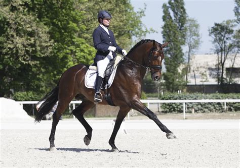 An Introduction To The Sport Of Dressage Riding