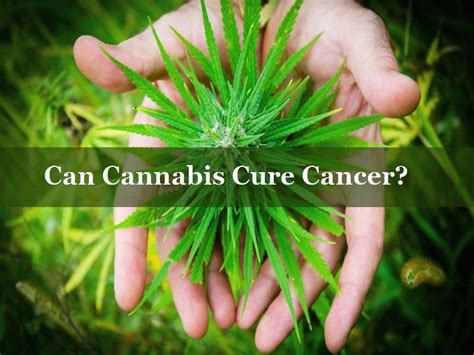 Can Cannabis Cure Cancer By Remain Healthy Medium