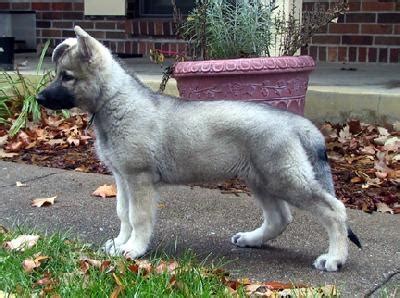 We do also occasionally have blues, livers, lilacs and seal colored puppies. 22 best images about Silver sable German shepherd on ...