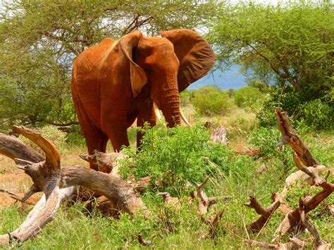 Safari Fotografie, Bilder & Videos aus Kenia