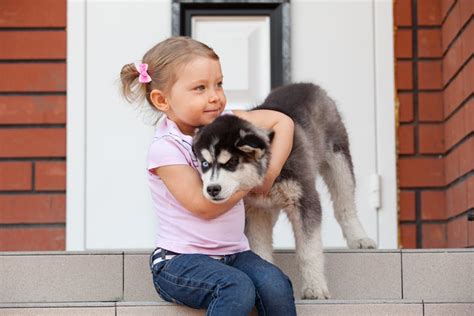 Dogs And Babies Should You Get A Dog Dogs Guide