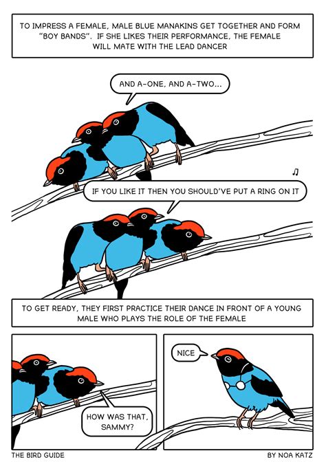 Birds Of A Feather Hang Together In The Bird Guide Comic Strip The
