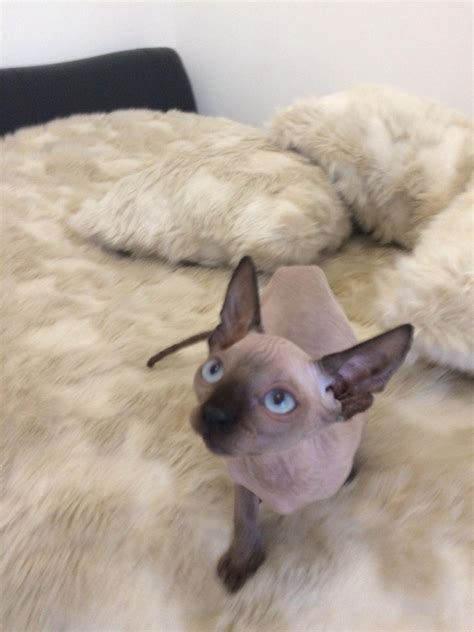 Sphynx Blue Eyes Sphynx Kittens Cats For Sale Price