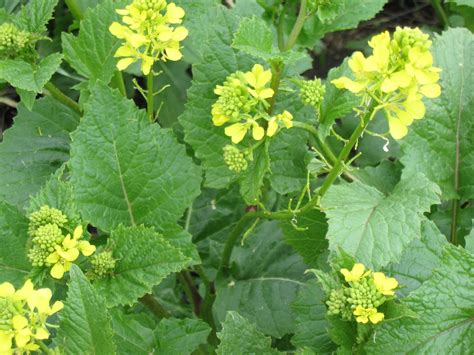 Broccoli and cauliflower grow in a similar fashion. Found Fruit: Stalking Wild Mustard, aka Rapini