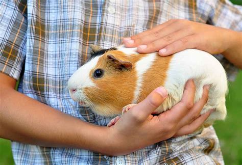 15 Cute Guinea Pig Breeds For Those Who Are Looking To Adopt One