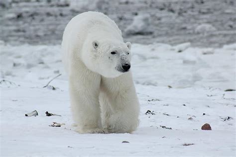 Oso Polar En Peligro De Extinci N Causas Y Prevenci N