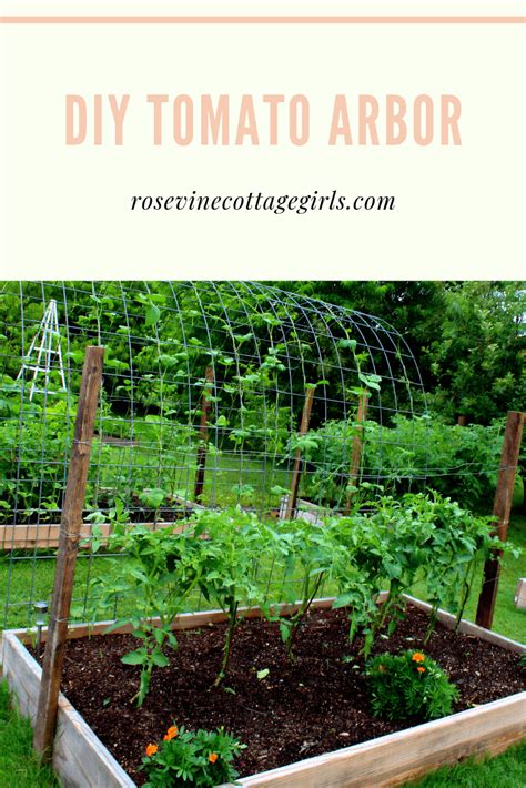 Diy Tomato Cage For Raised Beds