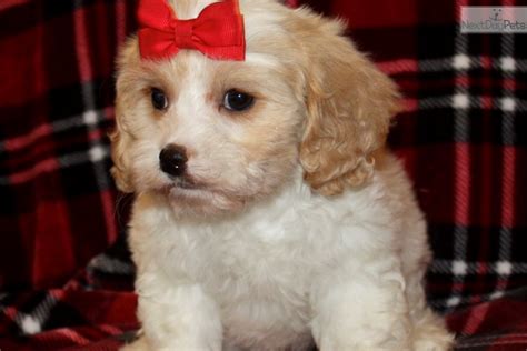 When you're looking for the best cavachon puppies for sale, come to prairie hill puppies. Lady: Cavachon puppy for sale near Southeast IA, Iowa. | b9ca5860-7c61