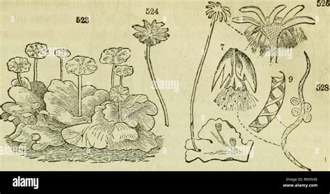 libro de clase de botánica contornos de la estructura la fisiología y la clasificación de