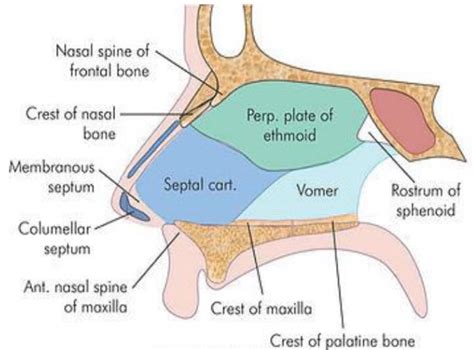 Anatomy Of Nasal Septum Download Scientific Diagram