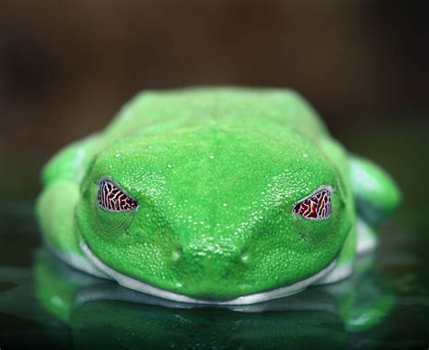 An Macro Shot Of A Red Eyed Tree Frogs Agalychnis Callidryas