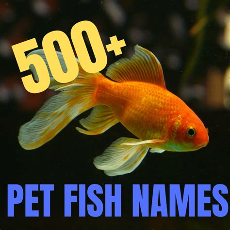 500 Great Name Ideas For Pet Fish Pethelpful By Fellow Animal