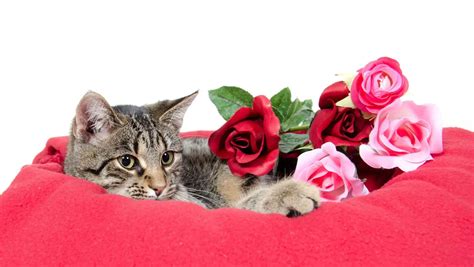 Why Are Cats Attracted To Roses