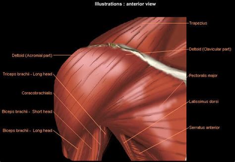 An image depicting shoulder anatomy can be seen below. Pilates and Gyrotonic 3 | Be not Defeated by the Rain