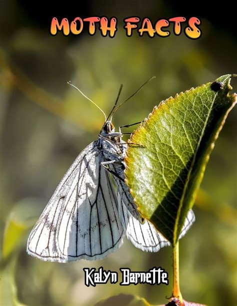 Moth Facts Moths Fact For Girl Age 1 10 Moths Fact For Boy Age 1 10
