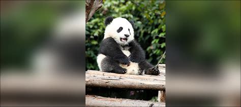 Chinese Firm Transforms ‘panda Poop Into Tissue Paper