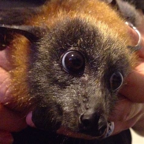 Pin By Sorrow Muse On Cuteness Cute Bat Halloween Animals Animals