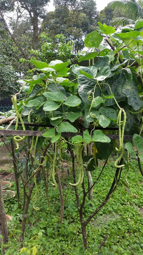 Yardlong bean (vigna unguiculata subsp. Warisan Petani: Kacang Panjang Ular : Tanam Sepokok Tak ...