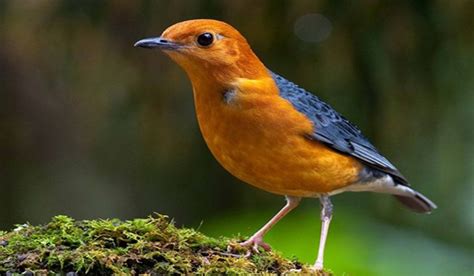 11 Manfaat Buah Pisang untuk Burung Anis merah - ArenaHewan.com
