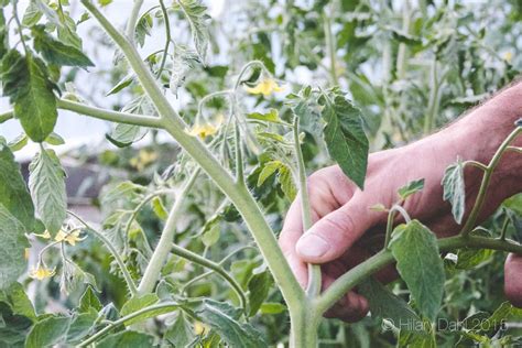 Favorite Tomato Varieties Of 2014 — Seattle Urban Farm Company