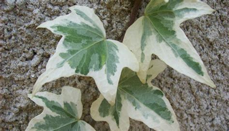 How To Transplant English Ivy Plants Garden Guides