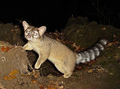It has been legally trapped for its fur. ringtail cat | Texas Wildlife | Pinterest