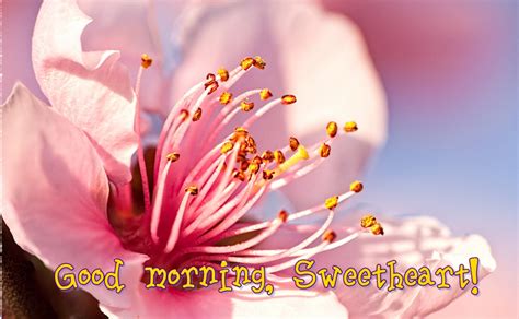 Here's for you the best good morning sweetheart gif for your loved ones. Good Morning Sweetheart Pictures, Photos, and Images for ...