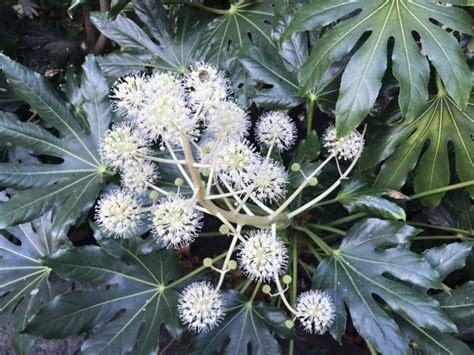 Fatsia Japonica Or Japanese Aralia Online Flower Garden