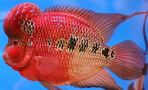 Terlebih pemeliharaannya juga tidak membutuhkan banyak biaya. Jenis Ikan Air Tawar Yang Mudah Di Pelihara | Ternak Ikan Hias