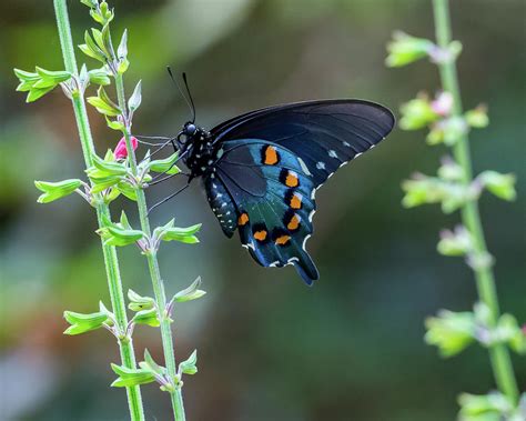 Pipevine Swallowtail Butterfly Photograph By Gabrielle Harrison Fine