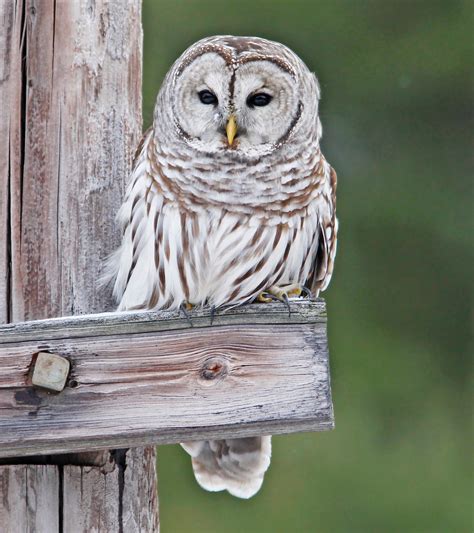 Stokes Birding Blog Famous Barred Owl