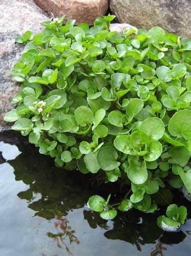 100 Seeds Watercress Nasturtium Officinale Seeds And Bulbs