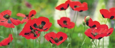 Poppies grow well when they seeds are sown directly in the garden bed. How To Grow Poppies From Seeds In Your Garden