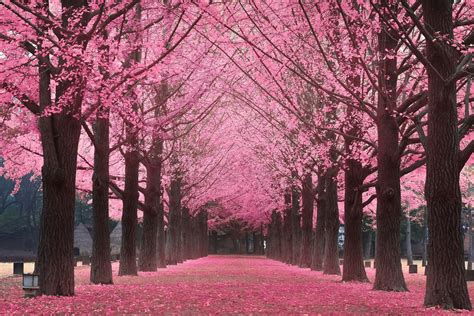 Nami Island Petite France And Garden Of Morning Calm Tour With