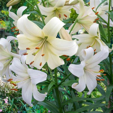 Albums 92 Background Images Types Of White Lilies With Pictures Updated