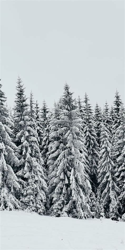 Free Download White Snow Layer Pine Trees Nature 1080x2160 Wallpaper
