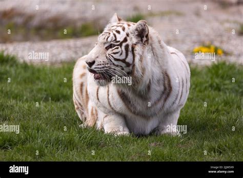 Un tigre blanco de Bengala albino que descansa en el parque zoológico