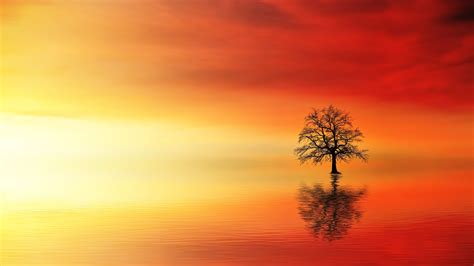 Lone Tree In Water At Dusk Water Wallpapers Tree Wallpapers Nature