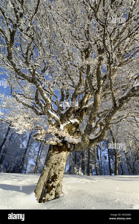 Beech Fagus Sylvatica Winter Old Gnarled Snow Covered Stock Photo