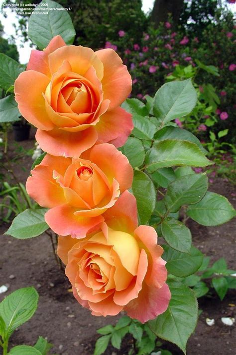 Plantfiles Pictures Hybrid Tea Rose Alpine Sunset Rosa By Wallaby1