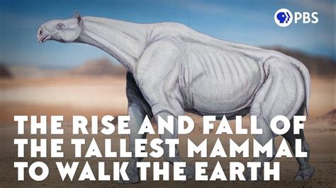 The Rise And Fall Of The Tallest Mammal To Walk The Earth Walk The